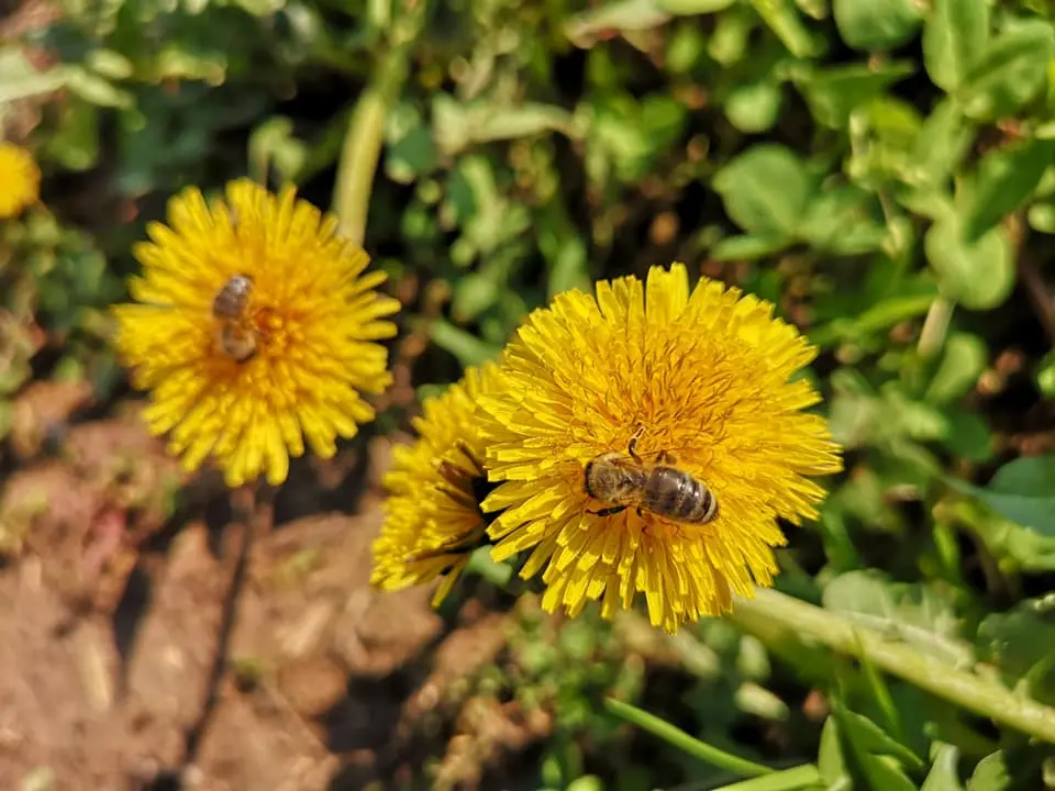 Utrinki iz čebelnjaka 25